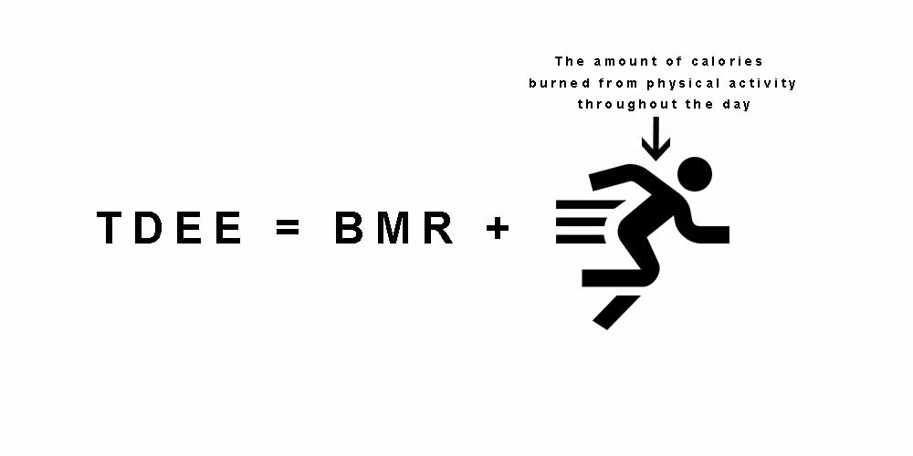 BMR and TDEE explained